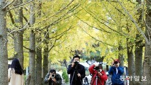 은행나무길 찾은 사진작가들