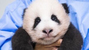 에버랜드, 국내 첫 아기 판다 이름은 ‘푸바오’…행복을 주는 보물