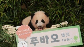 “100일 됐어요” 국내 첫 아기판다 ‘푸바오’ 공개[청계천 옆 사진관]