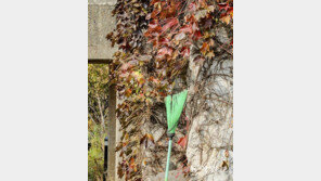 출동 준비![고양이 눈]