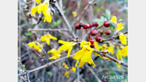 의령 한우산에 봄이 왔어요? 개나리·철쭉 활짝