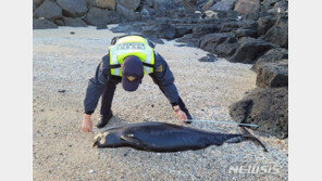 제주 해안가서 상괭이 사체 발견…불법 포획 흔적 없어