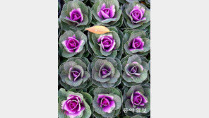 다이빙[고양이 눈]