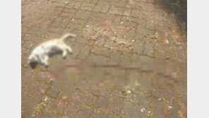 “죽은 길고양이 옆에 장기 펼쳐놔”…경찰 수사