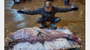 ‘전설의 심해어’ 120kg 돗돔, 부산서 270만원에 낙찰