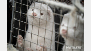 코로나19로 죽은 美밍크 1만5000마리…“그래도 살처분 없다”