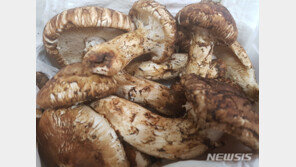 “팽이버섯, 가열 조리하세요”…포장재 겉면에 문구 써야