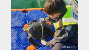 제주 해안가서 멸종위기 ‘푸른바다거북’ 사체 발견