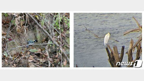 ‘낙동강 최대 습지’ 달성습지서 천연기념물·멸종위기종 등 143종 발견