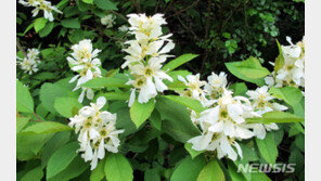 신안 섬에서 희귀식물 ‘가침박달’ 자생지 발견