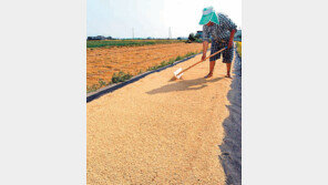 올해 쌀 생산량 52년만에 최저… 쌀값 31% 껑충