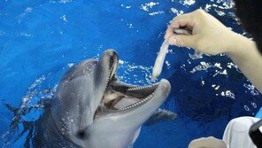 USNI뉴스 “北, 군사적 용도로 돌고래 사육·훈련”