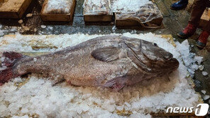 전설의 심해어 ‘돗돔’ 또 잡혀…부산공동어시장서 210만원에 낙찰