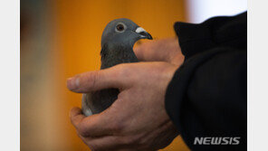 벨기에 경매서 경주용 비둘기, 21억원에 낙찰…최고가 기록