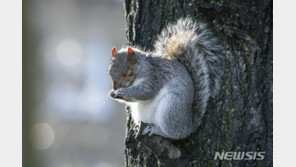 美 컬럼비아서 다람쥐 때문에 정전 사태
