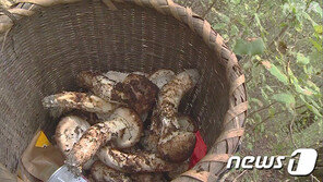 후쿠시마 송이, 원전 사고 9년 지나도 세슘 기준치 3배