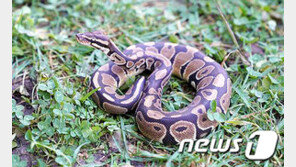 멸종위기종 아프리카 공비단뱀이 왜 제주에 버려졌을까