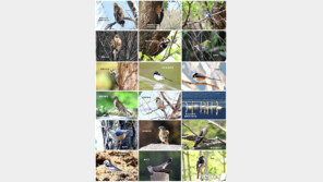 멸종위기 조류 ‘동박새’ 첫 발견…보은 속리산 일대 서식 확인