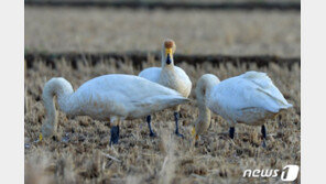 [날씨]22일 ‘첫눈 내린다’는 소설 …곳곳서 비오고 날 풀려