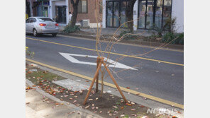 제주시 벚꽃길 전농로에 ‘토종 왕벚나무’가 자란다