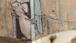 겁 없는 생쥐[고양이 눈]