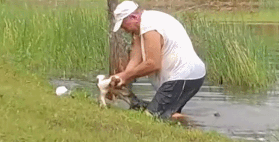 악어에 물려간 반려견 맨손으로 구출한 70대 ‘화제’