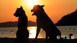 잘 키운다더니…진돗개 모녀 입양 직후 도살한 70대 실형