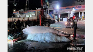 울진서 그물에 걸려 죽은 밍크고래 발견…1650만원 위판