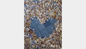 가을의 마음[고양이 눈]