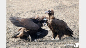 18년 전 바다 건너 제주에 온 독수리들, 마지막 1~2마리만 남아