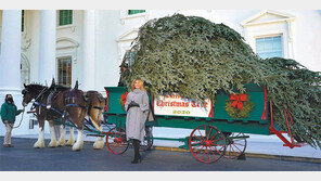 멜라니아 “마지막 백악관 생활 장식할 크리스마스트리”