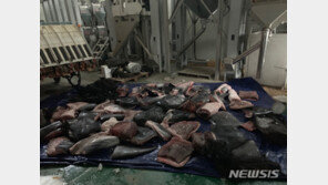 밍크고래·대게 불법 포획한 조직원 19명 무더기 검거