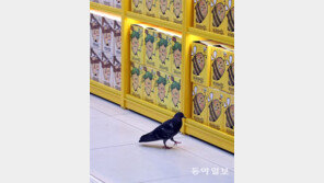 나는 누구, 여긴 어디?[고양이 눈]