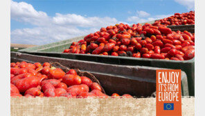 ‘태양의 맛’ 토마토, 어디까지 먹어봤니