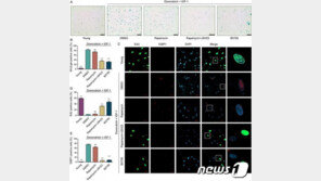 벤자민 버튼처럼…韓, 늙어버린 피부 젊게 되돌리는 기술 개발