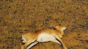 “잦고 강력한 극단적인 폭염-가뭄, 자연현상 아닌 인간이 초래했다”