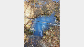 ‘파란물’ 대구 수성못서 발견…구청, 인근 호텔 고발