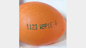 경남 고성 농가 계란서 살충제… “전량 회수-폐기”