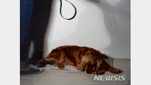 ‘왜 오줌 못가려’ 애완견 난간 매달아 학대 40대 벌금형