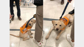 롯데마트, 안내견 ‘출입거부’ 논란…“봉사자 울고 개는 불안”