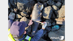 제주 해안가서 연속 5일째 ‘웃는고래’ 상괭이 사체 발견