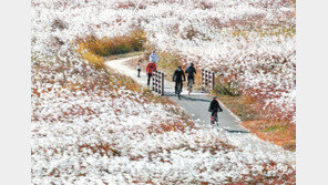 영산강 억새군락