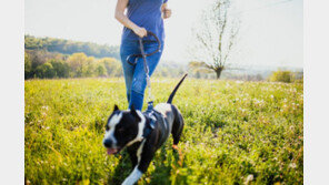 반려견 산책시키던 英 여성, 리드 줄에 목 졸려 숨져