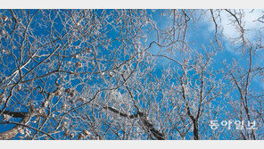 칼바람에 하얗게 질려도 겨울나무는 춤춘다