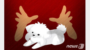 “개털 날린다” 식당 종업원 지적에 어묵 던진 손님 결국…