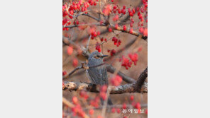 성탄제[고양이 눈]