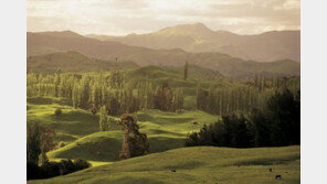 코로나 장기화에 희망을 심다…뉴질랜드 ‘희망의 숲’ 조성