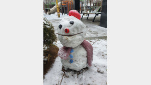 멋쟁이 겨울 손님[고양이 눈]