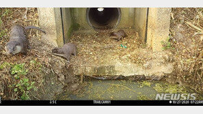 화성 비봉습지공원, 멸종위기종 삵·수달 등 서식 확인