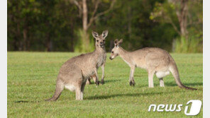 야생 캥거루, 사람과 의사소통…“애처로운 눈빛으로 먹이 호소”
